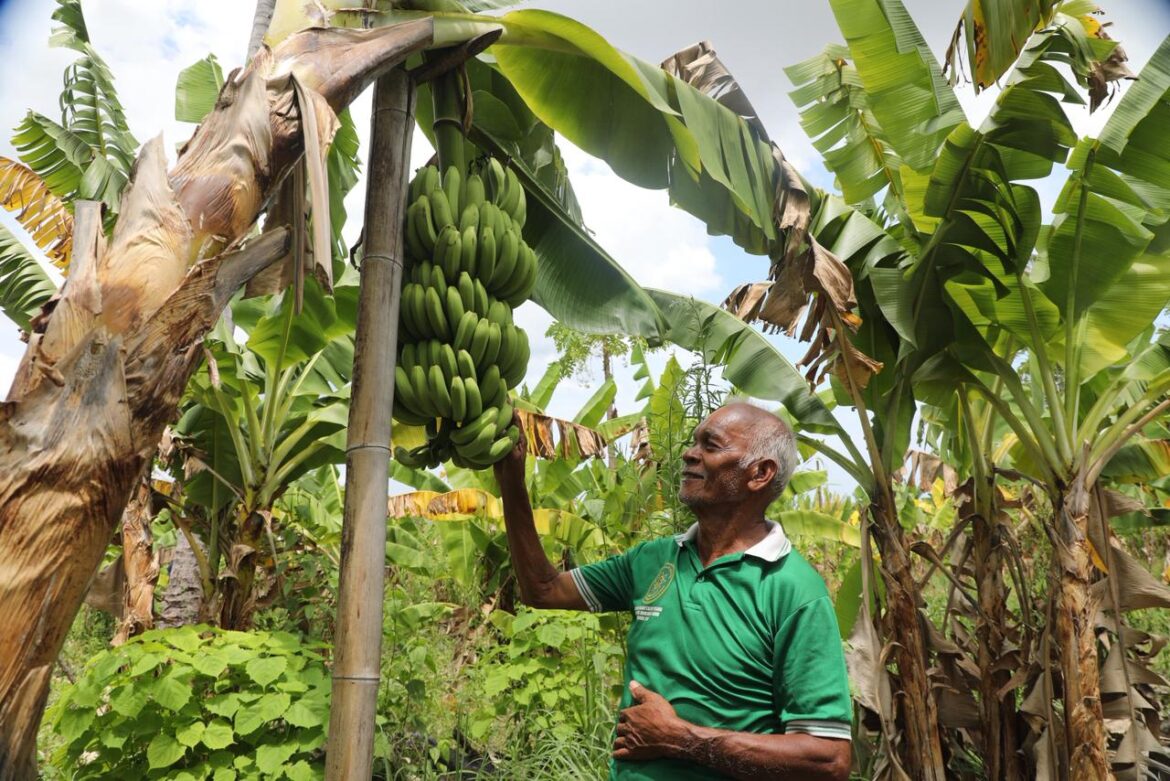 Kampung Reforma Agraria Baumata di Kupang, Capai Kemandirian Ekonomi Melalui Budidaya Pisang Cavendish